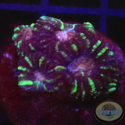 Favia spp. „Tiger“