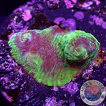 Echinophyllia aspera “Bugatti” WYSIWYG