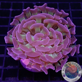 Euphyllia paraancora „Bicolor“