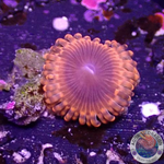 Krustenanemonen „Lunar Eclipse“