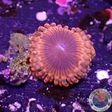 Krustenanemonen „Lunar Eclipse“