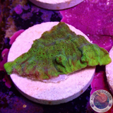 Leptoseris spp. „Toxic Leaf“