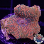 Discosoma spp. „Pearly“ AD Special