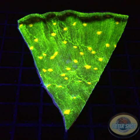 Echinophyllia spp. “Space Pizza” WYSIWYG