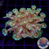 Goniopora spp. „Sunflower“ WYSIWYG „AD Special“