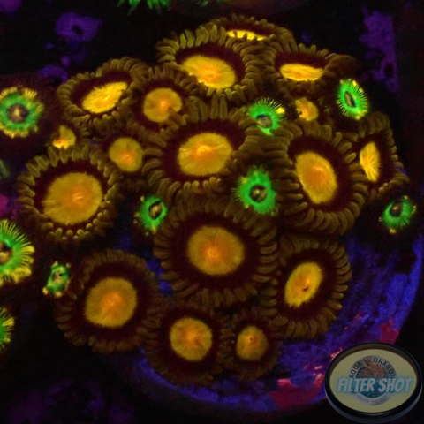 Krustenanemonen „King Brazil“ WYSIWYG