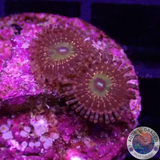 Krustenanemonen „Krakatoa God“ WYSIWYG „AD Special“