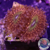 Krustenanemonen „Krakatoa God“ AD Special