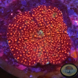 Discosoma spp. „Scarlet“ WYSIWYG „AD Special“