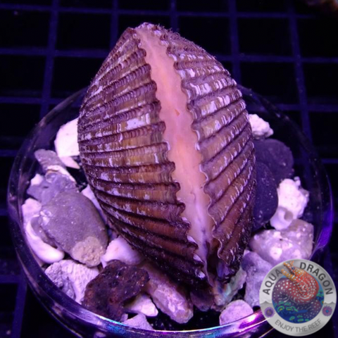 Trachycardium orbita „Muschel“