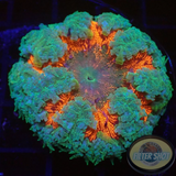 Phymanthus crucifer WYSIWYG