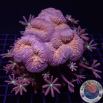 Lobophyllia spp. „Hint of Knopia“ WYSIWYG „AD Special“