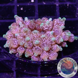 Entacmaea quadricolor „Acid Splatter“ WYSIWYG