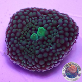 Ricordea florida „Foamy Pearl“ AD Special