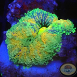 Ricordea florida „Rainbow“ WYSIWYG