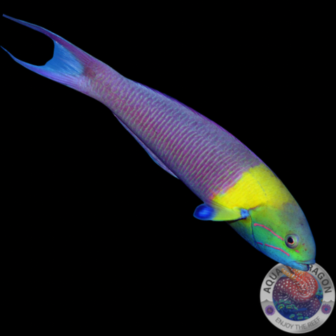 Thalassoma amblycephalum „Zweifarben-Lippfisch“ juvenil