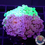 Euphyllia baliensis „Grafted Voodoo“ WYSIWYG „AD Special“