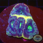 Homophyllia bowerbanki „Holy Blue“ WYSIWYG