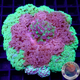 Euphyllia spp. „Fischbecker Kranz“ WYSIWYG „AD Special“