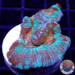 Australophyllia wilsoni „Lord of the Ocean“ WYSIWYG
