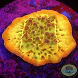 Montipora spp. „Golden Phoenix“ AD Special
