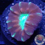 Caulastraea spp. „Toxic Mirror“