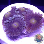 Krustenanemonen „Baby Dodo“ 🦤 WYSIWYG „AD Special“