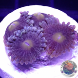Krustenanemonen „Baby Dodo“ 🦤 WYSIWYG „AD Special“