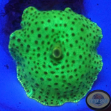 Discosoma spp. „Toxic Leo“ WYSIWYG
