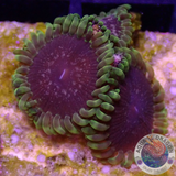 Krustenanemonen „Thermosphere“ WYSIWYG „AD Special“