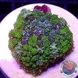 Rhodactis spp. „Bouncy Lime“ 🍋‍🟩 WYSIWYG