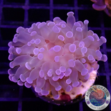 Euphyllia baliensis „Ghost Face“ AD Special