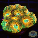 Acanthastrea echinata „True Eyes“ WYSIWYG „AD Special“