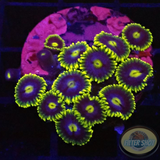 Krustenanemonen „Corona“ WYSIWYG