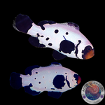Amphiprion occellaris „Black Frostbite“ Nachzucht Paar
