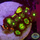 Krustenanemonen „Knopia Brazil“ WYSIWYG
