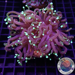 Euphyllia glabrescens „Dragon Soul“ 🐉