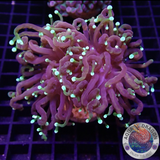 Euphyllia glabrescens „Dragon Soul“ 🐉