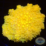 Radianthus crispa WYSIWYG