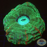Cynarina macassarensis „Striped Cat“ WYSIWYG „AD Special“