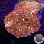Discosoma spp. „Flame Bounce“ WYSIWYG
