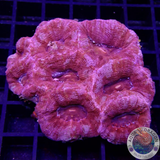 Homophyllia bowerbanki „Hot & Gold“ WYSIWYG