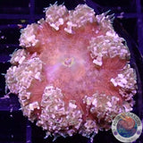 Phymanthus crucifer WYSIWYG