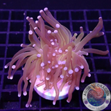 Euphyllia glabrescens 🐯 „Holy Tiger“ WYSIWYG