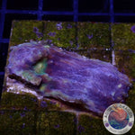 Echinophyllia spp. „After Shock“ WYSIWYG