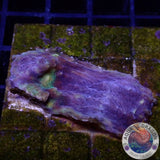 Echinophyllia spp. „After Shock“ WYSIWYG