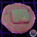 Montipora spp. „Phoenix Evolution“ WYSIWYG
