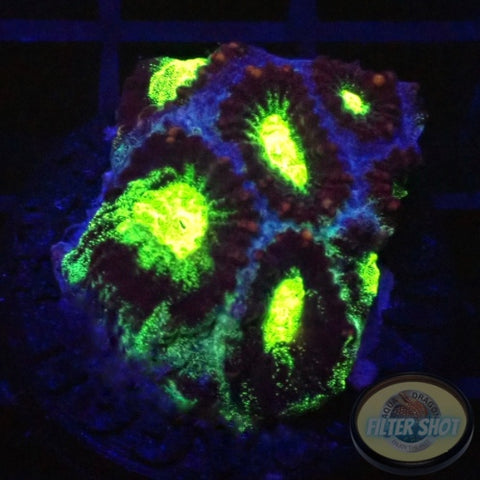 Favia spp. „Blue Fuel“ AD Special“