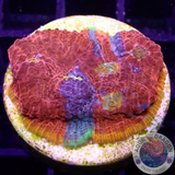 Echinophyllia aspera „Rainbow Bugatti“ 🌈 WYSIWYG