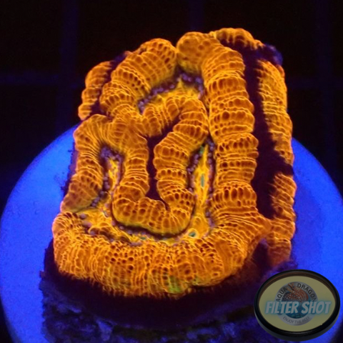 Australophyllia wilsoni “Martian” WYSIWYG “AD Special”